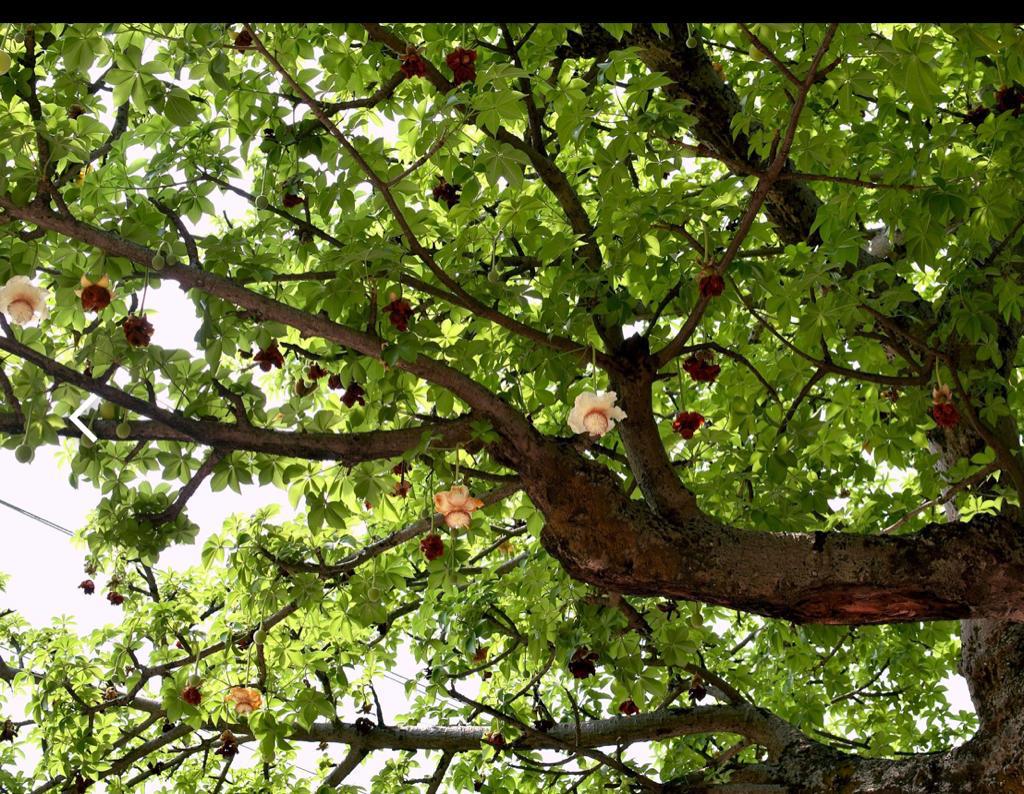 Read more about the article Kalpavriksha – The Tree Of Life
